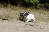 BOULEDOGUE FRANCAIS 339